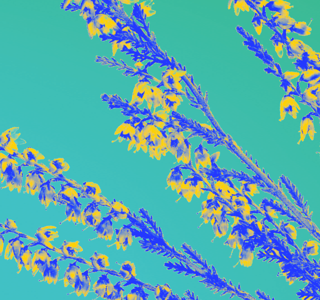 Brigadoon 101: Through the Mist